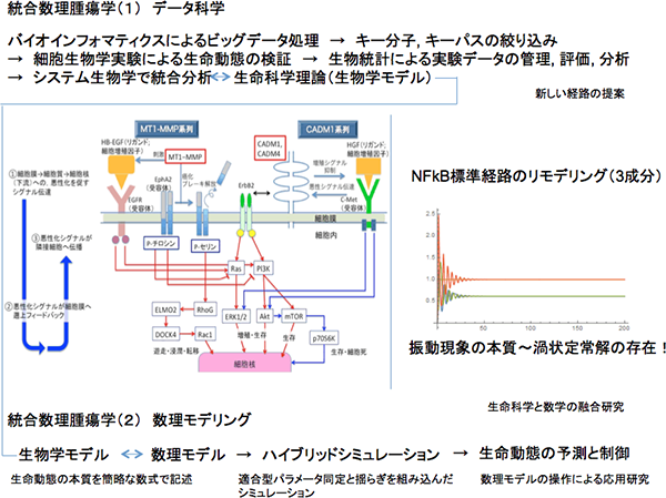 統合数理腫瘍学