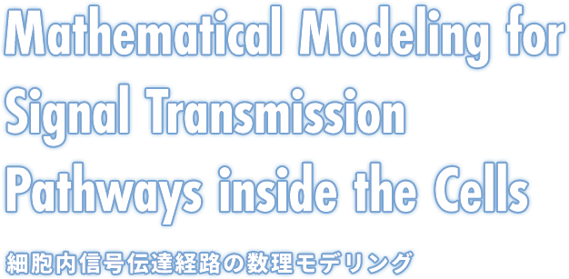 Mathematical Modeling for Signal Transmission Pathways inside the Cells 細胞内信号伝達経路の数理モデリング